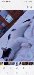 Lost Male Cat last seen Popular Avenue Bentley, West Midlands, England WS2 0LX