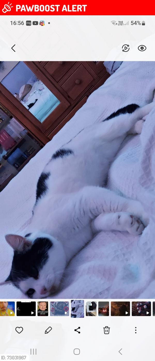 Lost Male Cat last seen Popular Avenue Bentley, West Midlands, England WS2 0LX