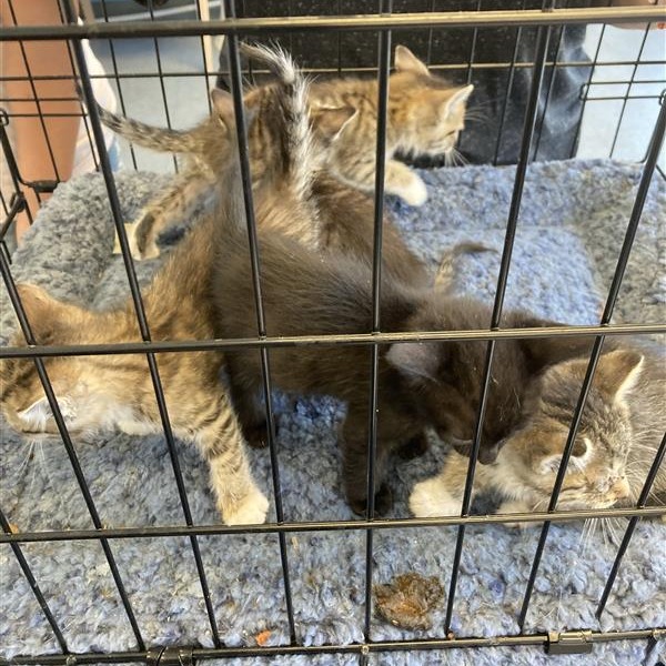 Shelter Stray Unknown Cat last seen , 12910 Yukon Ave, Hawthorne, CA 90250, USA