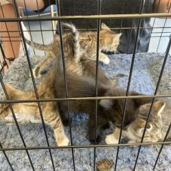 Shelter Stray Unknown Cat last seen , 12910 Yukon Ave, Hawthorne, CA 90250, USA