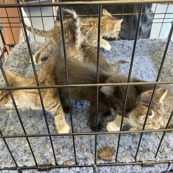 Shelter Stray Unknown Cat last seen , 12910 Yukon Ave, Hawthorne, CA 90250, USA