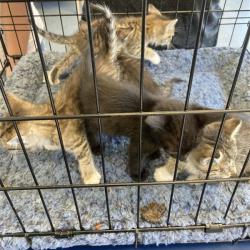 Shelter Stray Unknown Cat last seen , 12910 Yukon Ave, Hawthorne, CA 90250, USA