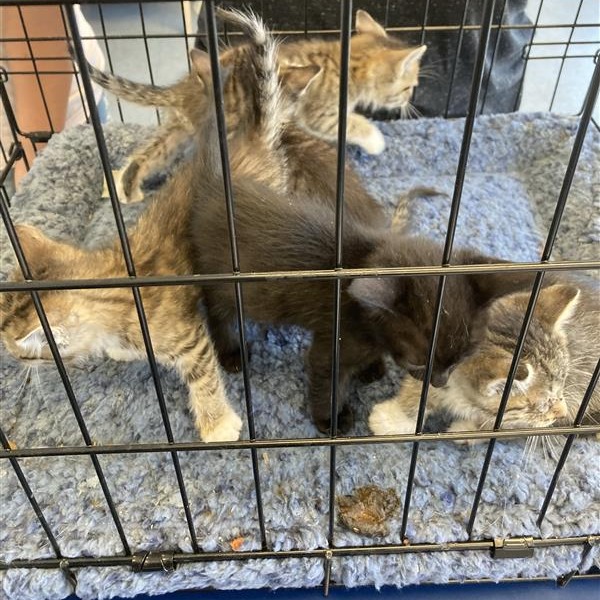 Shelter Stray Unknown Cat last seen , 12910 Yukon Ave, Hawthorne, CA 90250, USA