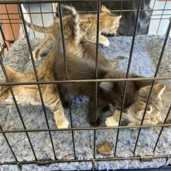 Shelter Stray Unknown Cat last seen , 12910 Yukon Ave, Hawthorne, CA 90250, USA