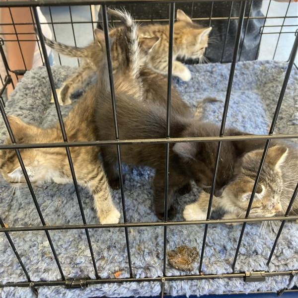 Shelter Stray Unknown Cat last seen , 12910 Yukon Ave, Hawthorne, CA 90250, USA