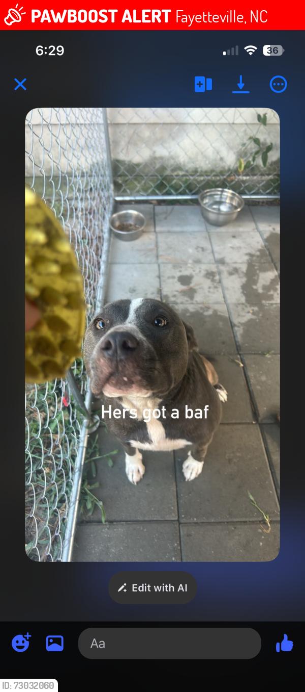 Lost Female Dog last seen John griffin, Fayetteville, NC 28305