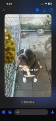 Lost Female Dog last seen John griffin, Fayetteville, NC 28305