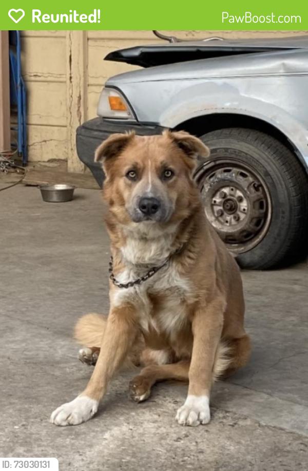 Reunited Male Dog last seen Harbor view and Dominguez st, Carson, CA 90745