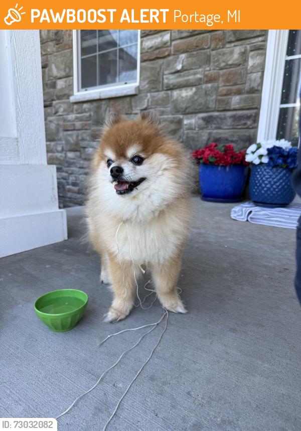 Found/Stray Unknown Dog last seen hmstd neighborhood. Portage, Portage, MI 49024