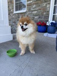 Found/Stray Unknown Dog last seen hmstd neighborhood. Portage, Portage, MI 49024