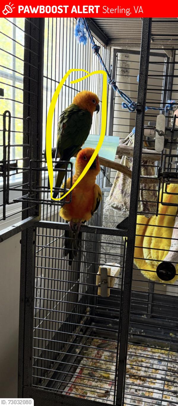 Lost Female Bird last seen Leatherleaf Circle and Thomas Jefferson Drive, Sterling, VA 20164