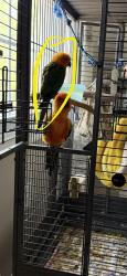 Lost Female Bird last seen Leatherleaf Circle and Thomas Jefferson Drive, Sterling, VA 20164