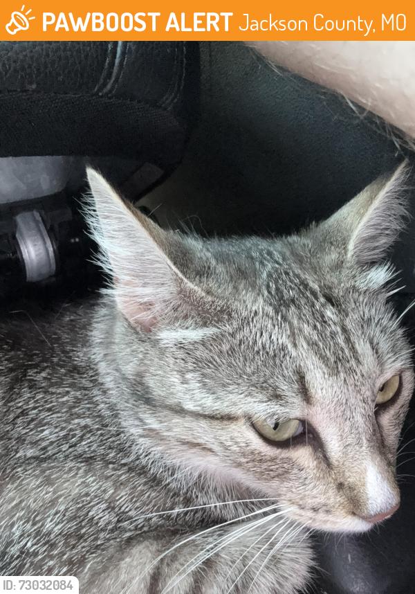 Found/Stray Unknown Cat last seen long view beach, Jackson County, MO 64134
