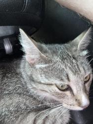 Found/Stray Unknown Cat last seen long view beach, Jackson County, MO 64134