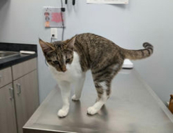 Found/Stray Unknown Cat last seen W Buckingham Rd and Sam Houston Dr, Garland, TX 75042