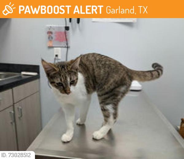 Found/Stray Unknown Cat last seen W Buckingham Rd and Sam Houston Dr, Garland, TX 75042