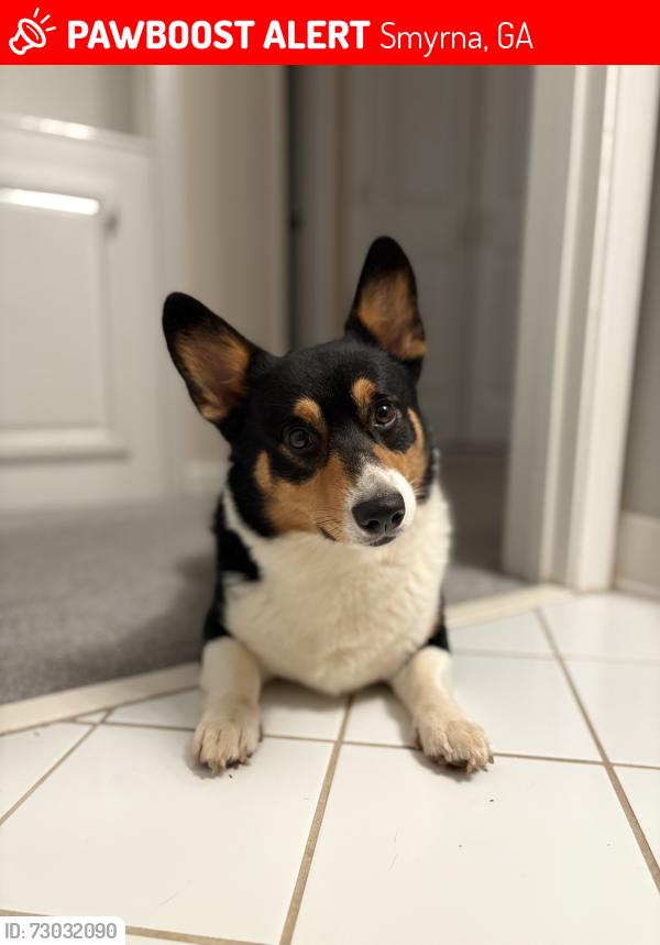 Lost Male Dog last seen Cobb and banks street, Smyrna, GA 30080