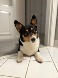 Lost Male Dog last seen Cobb and banks street, Smyrna, GA 30080