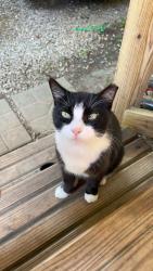 Lost Female Cat last seen Seaman rd, Ocean Springs, MS 39565