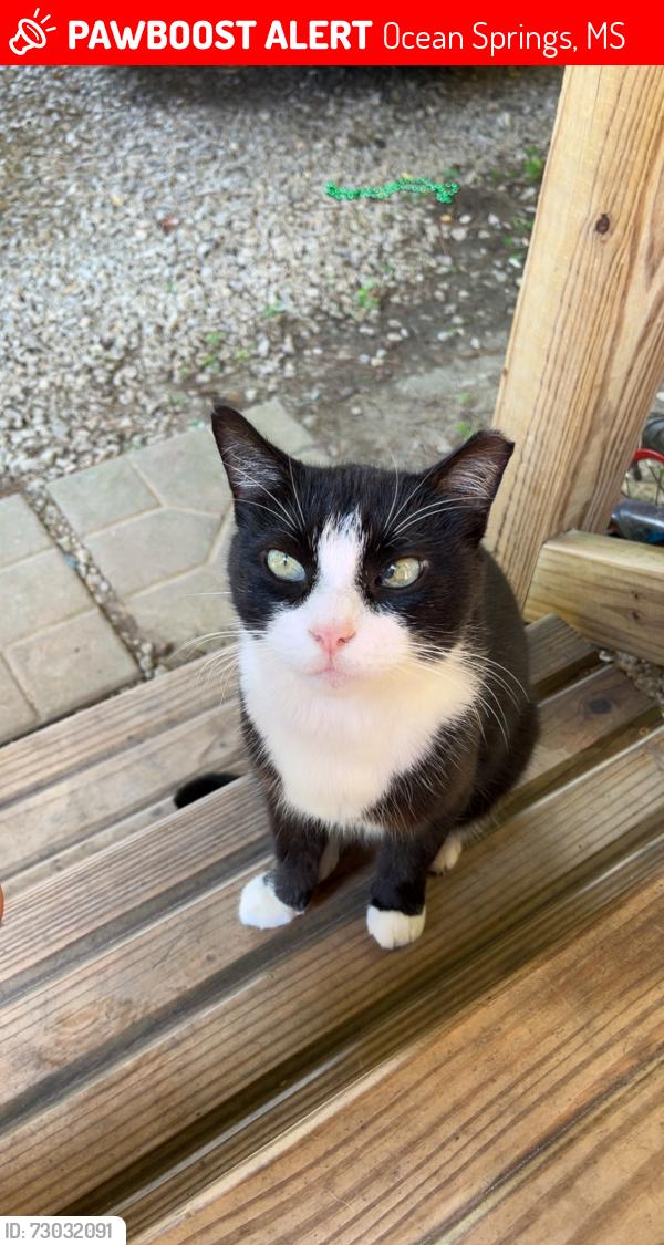 Lost Female Cat last seen Seaman rd, Ocean Springs, MS 39565