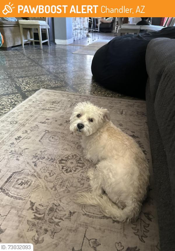 Found/Stray Male Dog last seen Pecos and Alma school , Chandler, AZ 85225