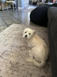 Found/Stray Male Dog last seen Pecos and Alma school , Chandler, AZ 85225