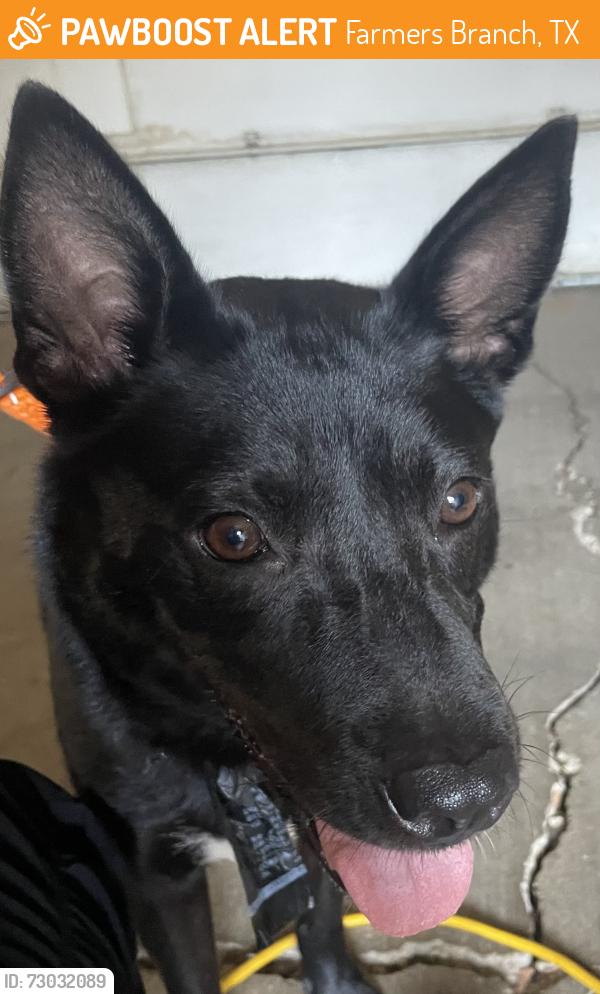 Found/Stray Female Dog last seen Marsh Lane and Valley View, Farmers Branch, TX 75244