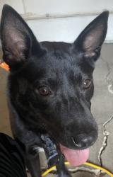 Found/Stray Female Dog last seen Marsh Lane and Valley View, Farmers Branch, TX 75244