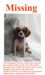 Lost Female Dog last seen W 16th ave & Depew St, Lakewood, CO 80214