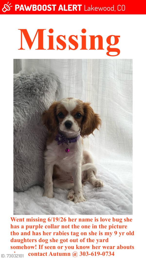 Lost Female Dog last seen W 16th ave & Depew St, Lakewood, CO 80214