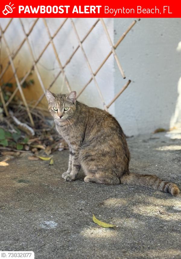 Lost Female Cat last seen Woolbright Road & Federal Highway, Boynton Beach, FL 33435