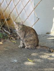 Lost Female Cat last seen Woolbright Road & Federal Highway, Boynton Beach, FL 33435