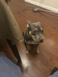 Lost Male Dog last seen High Street , Portsmouth, VA 23703