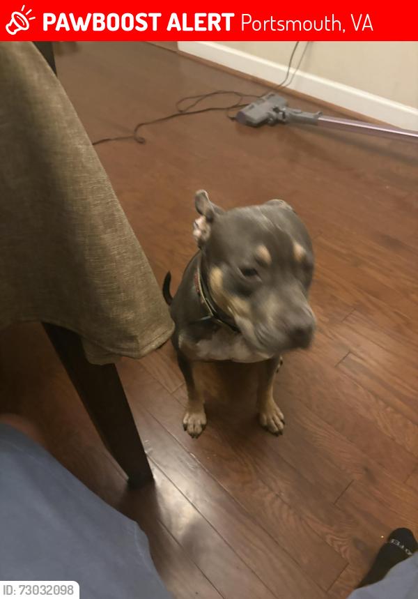 Lost Male Dog last seen High Street , Portsmouth, VA 23703