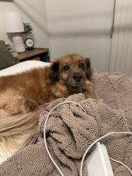 Lost Female Dog last seen 30st east ave k nearest to the soccer center, Lancaster, CA 93535