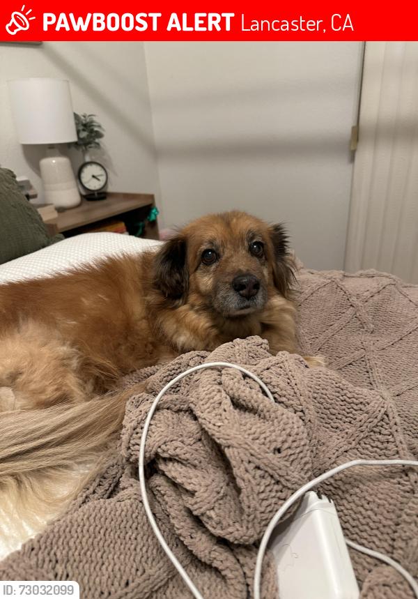 Lost Female Dog last seen 30st east ave k nearest to the soccer center, Lancaster, CA 93535