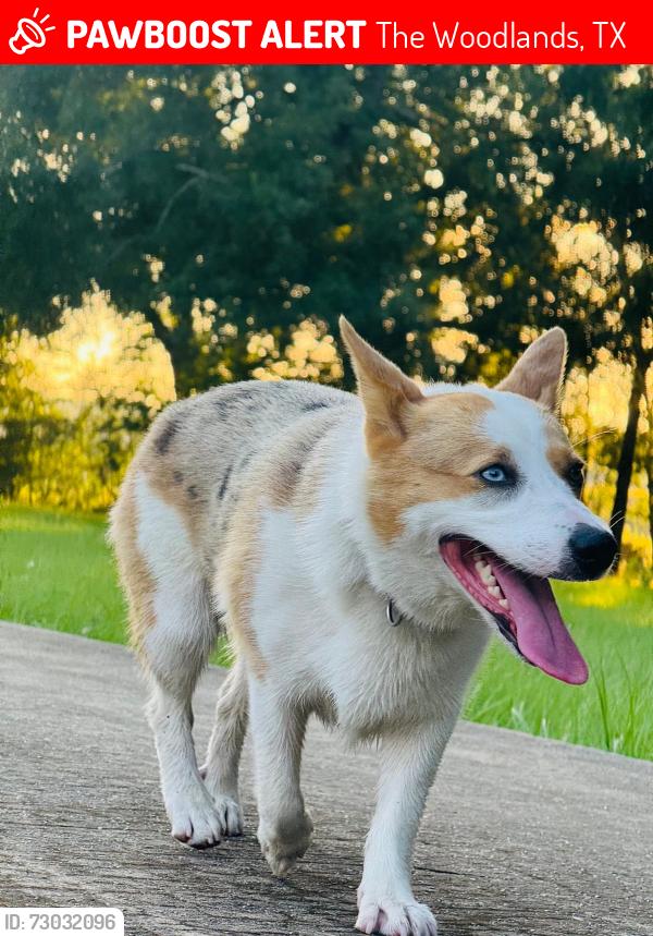 Lost Female Dog last seen Woodlands park way and crane brooks dr , The Woodlands, TX 77382