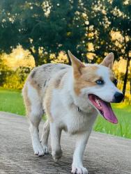 Lost Female Dog last seen Woodlands park way and crane brooks dr , The Woodlands, TX 77382