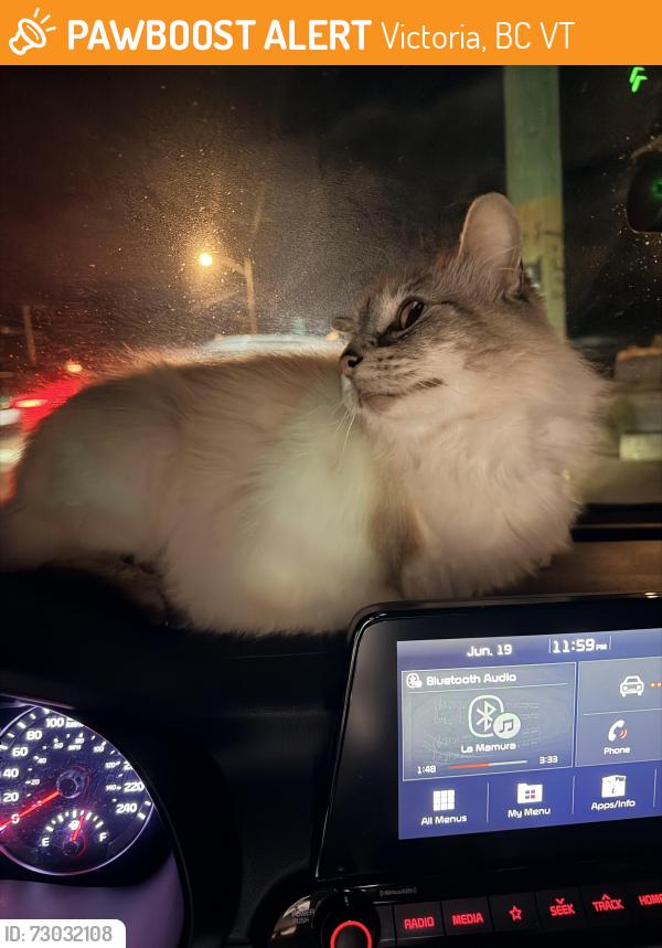 Found/Stray Female Cat last seen Princess street, Victoria, BC V8T