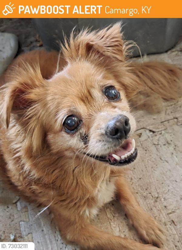 Found/Stray Female Dog last seen Town & Country Mart, Camargo, KY 40353