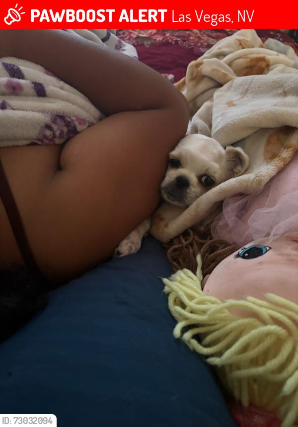 Lost Male Dog last seen Washington  and j street Washington and N street, Las Vegas, NV 89106