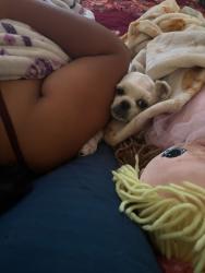 Lost Male Dog last seen Washington  and j street Washington and N street, Las Vegas, NV 89106