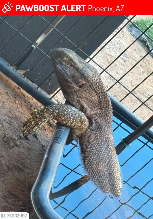 Lost Male Reptile last seen 59th ave and Roosevelt , Phoenix, AZ 85043