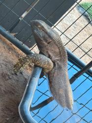 Lost Male Reptile last seen 59th ave and Roosevelt , Phoenix, AZ 85043