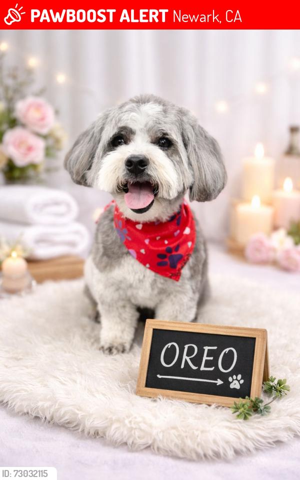 Lost Male Dog last seen Cypress Point Dr, Newark, CA 94560