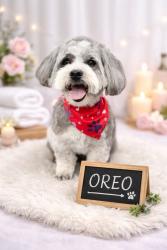 Lost Male Dog last seen Cypress Point Dr, Newark, CA 94560
