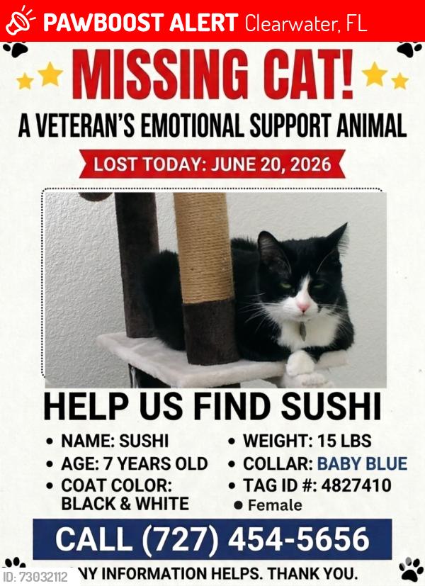 Lost Female Cat last seen Fernwood and Shelley St, Clearwater, FL 33765