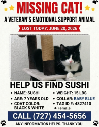 Lost Female Cat last seen Fernwood and Shelley St, Clearwater, FL 33765