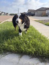 Lost Male Dog last seen Sea Oak Dr., Corpus Christi, TX 78418