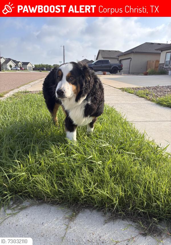 Lost Male Dog last seen Sea Oak Dr., Corpus Christi, TX 78418